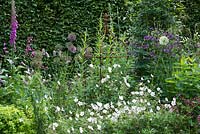 Geranium clarkei 'Kashmir White' grows at the base of a rusted iron plant support, amidst alliums, foxgloves and aquilegias.