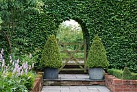 Steps leading to arch and gate cut into a hornbeam hedge. Box pyramids stand in pots to each side.