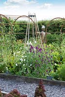 In a raised bed in a vegetable parterre, sweet peas - Lathyrus odoratus clamber up a cane wigwam