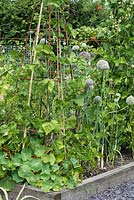 Runner beans climb up a metal and cane support,  alongside onions run to seed, bearing large white flowerheads.