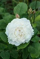 Rosa 'Winchester Cathedral' , a fragrant, white English shrub rose from David Austin, repeat flowering.