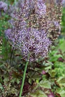 Allium cristophii - Ornamental onion, a bulb with large round heads of tiny, purple flowers, flowering from May into summer.