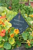 Surrounded by nasturtiums, a homemade plant label made from a square of slate suspended from an iron spike.