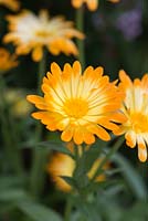 Calendula officinalis - Marigolds, an annual that self seeds, bearing golden flowers from June throughout summer. Edible petals.