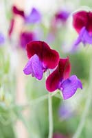 Lathyrus odoratus 'Cupani', a two-tone, pink and purple sweet pea, first introduced in the UK in the seventeenth century. A fabulously fragrant cut flower, to pick from June.