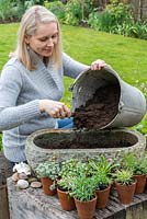 Step-by-Step planting a stone alpine trough. Step 3: Woman filling trough two-thirds with compost.