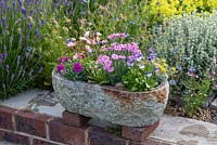 Stone alpine trough planted with flowering Dianthus  'Dixie Red Rose Bicolour' and 'Shooting Star', Armeria 'Nifty Thrifty', Sedum 'Cape Blanco', Lewisia cotyledon 'Elise', Pritzelago 'Crystal Carpet', and Viola 'Rebecca'.