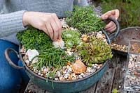Step-by-Step planting succulent plants in a vintage copper bowl.  Step 8: finally, after planting sempervivum, echeveria, delosperma, saxifrage and sedum, a layer of gravel is finished with sea shells.