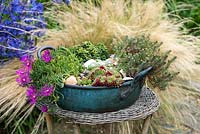Vintage copper bowl planted with Delosperma cooperi, Sempervivum and Saxifraga cuneifolia 'Variegata'