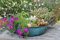 Vintage copper bowl planted with Delosperma cooperi, Sempervivum and Saxifrage