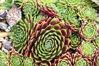 Sempervivum tectorum -common houseleek - a mat forming succulent
