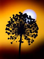 Allium seedhead silhouette against a setting sun