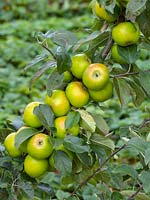 Apple Tree 'Histons favourite'