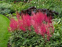 Astilbe Collettes charm 