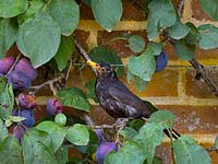 Blackbirds Turdus merula male raiding ripe plums in walled garden 