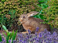 Young Brown Hare Lepus europaeus in flower border
