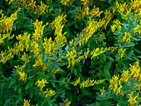 Genista tinctoria Dyer's greenweed 