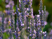 Honeybee worker Apis mellifera feeding on garden lavender