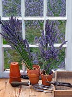 A potting bench in the garden shed with bunches of Lavandula angustifolia and gardening tools