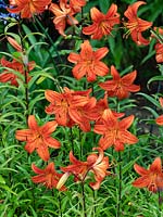 Lilium Concolor, Morning star - Lily - July