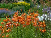 Lilium lancifolium - Tiger Lily - August 