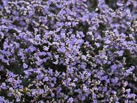Limonium vulgare 'Blue stone' sea lavender early August in Norfolk UK
