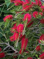 Melaleuca citrina Crimson bottlebrush shrub common in its natural habitat of Australia Norfolk July