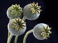 Papaver somniferum 'Opium poppy' seed pods Norfolk, UK garden in June