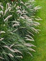 Pennisetum orientale oriental fountain grass edging a garden border early August Norfolk