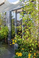 Balcony garden with Betula utilis 'Jacquemontii', Euryops pectinatus retail -  Zeta: Memories of Home - Green Living Spaces, RHS Malvern Spring Festival 2019