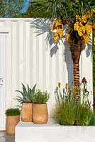 Agave americana and Rosmarinus officinalis in terracotta containers  -Mediterranean Terrace - Green Living Spaces, RHS Malvern Spring Festival 2019