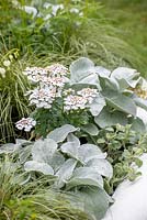 Iberis sempervirens 'Snowflake' with silver foliage of Senecio 'Angel Wings' - The MacMillan Legacy Garden, RHS Malvern Spring Festival 2019