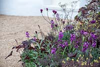 Mixed border of dark purple plants  - The MacMillan Legacy Garden, RHS Malvern Spring Festival 2019