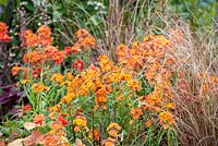 Orange border with Erysimum, Carex and Geum - The MacMillan Legacy Garden, RHS Malvern Spring Festival 2019