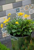 Silver bucket with Euryops pectinatus retail and Geum foliage - Zeta: Memories of Home - Green Living Spaces, RHS Malvern Spring Festival 2019
