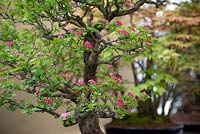 Crataegus bonsai tree