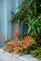 Dryopteris erythrosora with Daphniphyllum macropodum - Defiance - Green Living Spaces, RHS Malvern Spring Festival 2019
