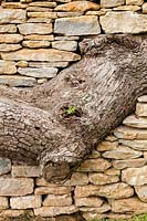 Tree set into stone wall - The Newt in Somerset