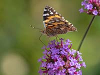 Vanessa cardui - Painted lady butterfly on Verbena bonariensis August