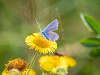 Blue butterfly on yellow flower 