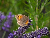 Meadow Brown butterfly on lavender - Maniola jurtina 