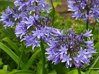 Agapanthus 'Cherry Holley'