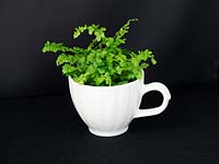 Novelty houseplant container, Maidenhair fern in large tea cup.  Adiantum capillus venris