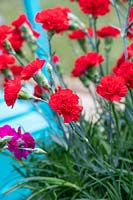 Dianthus caryophyllus 'Bright red' - Carnation 