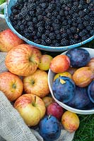 Malus domestica, prunus domestica, and Rubus fruticosus - Harvested blackberries, apples and plums