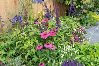 Echinacea purpurea 'PowWow Wild Berry' and Salvia amistad - Purple Coneflower and sage in a garden border