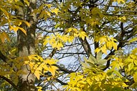 Fraxinus americana 'Rosehill'- White ash tree in autumn