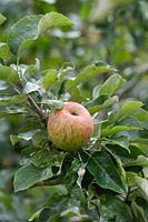 Malus domestica 'Crawley beauty' - Apple 