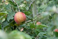 Malus domestica 'Flower of kent ' - Apple 