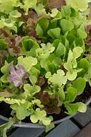 Lactuca sativa - Mixed salad leaves in a metal container